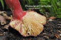 Russula amoenicolor f.nigrosanguinea-amf2177